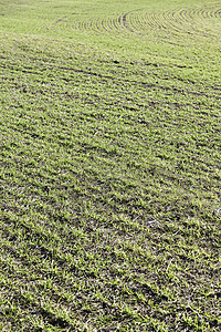 田野中的草草运动环境足球草地游戏生长娱乐花园场地植物图片