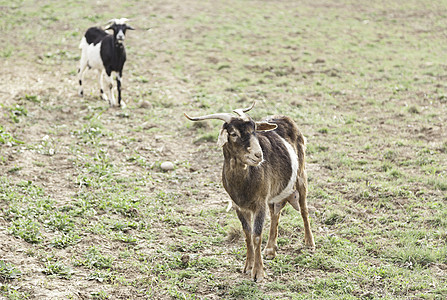 无山羊动物牛角国家内存农场婴儿喇叭毛皮家畜食物图片