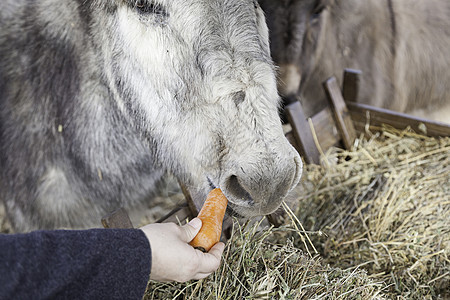 驴子吃东西食物宠物生物草地蓝色国家头发家畜场地骡子图片