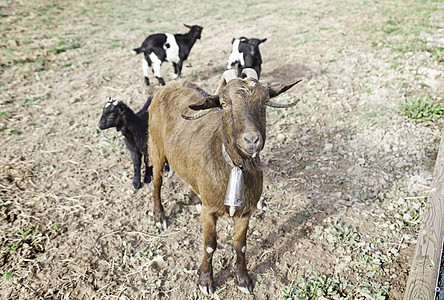 山羊在农场吃东西农业哺乳动物鼻子农村食物毛皮孩子女性草地国家图片