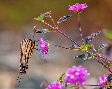 鲜花上的黄蝴蝶和黑双雄蝴蝶橙子绿色花蜜黑色蓝色动物植物花园白色季节图片