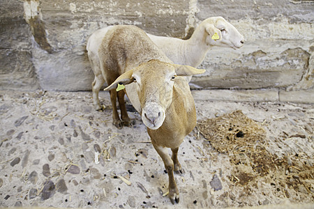 羊牧农场卷曲森林农村羊肉草地蓝色哺乳动物环境耳朵农业图片