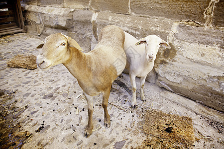野羊宝贝农村草原环境森林羊肉投标卷曲动物蓝色图片