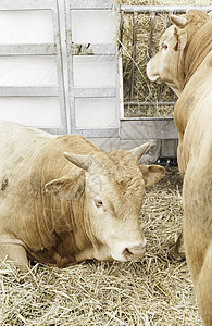 牛在农场上农村牧场蓝色家畜动物小牛墙纸耳朵国家奶制品图片