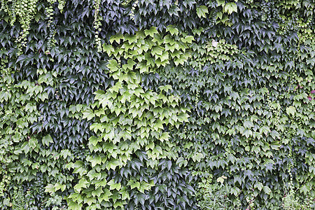 城墙上的绿色常春藤图片