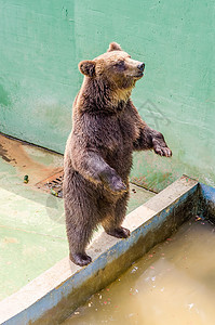 棕熊在等食物毛皮岩石森林荒野捕食者危险黑色动物园公园生活图片