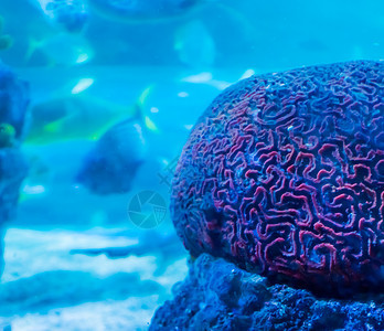 红脑珊瑚惊人美丽的水下水生海洋景观背景与背景中游动的鱼的特写图片