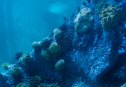 装满了不同珊瑚植物的岩石壁 水下水生海洋地貌背景情况图片