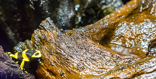 大黄蜂毒箭蛙黑色黄色带状两栖动物一种非常危险和有毒的两栖动物来自美国图片