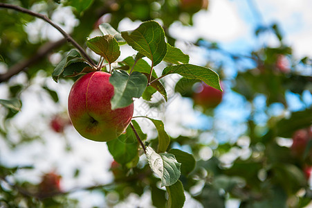 有苹果的苹果树树叶收成生长园艺果园季节茶点水果花园农场图片
