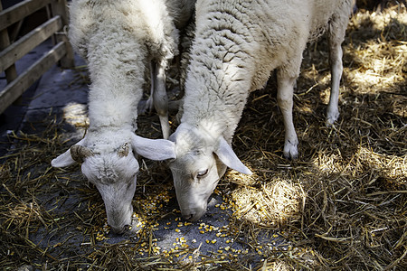 牧羊在农场吃东西哺乳动物农业谷仓羊肉母羊农村树叶团体稻草食物图片