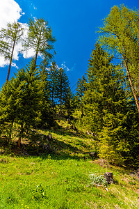 山林树 达沃斯 格劳布恩登 瑞士图片
