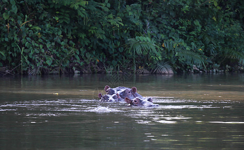 游泳池里的希波 冈比亚河马荒野牙齿危险哺乳动物婴儿动物野生动物图片