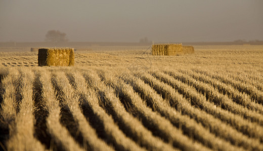 干草捆和行天空草地稻草乡村农村国家农业农场金子黄色图片
