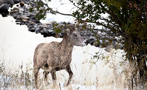 落岩山拉姆羊羊管理动物摄影自然野生动物喇叭卷曲荒野山羊号角图片