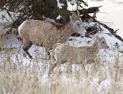 落岩山拉姆羊羊号角自然山羊荒野野生动物管理摄影动物卷曲喇叭背景图片