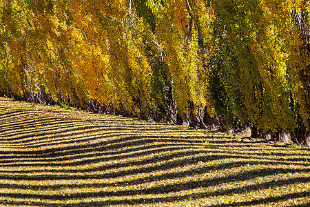 黄秋线环境黄色树叶太阳季节叶子阳光图片