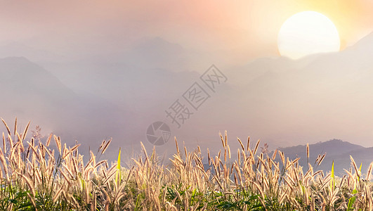 美丽美丽的自然景观乡村天空农村太阳天堂阳光植物旅行假期薄雾图片