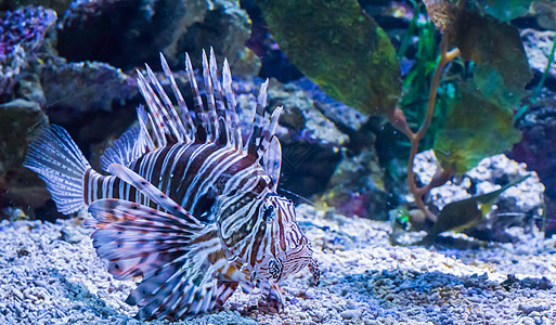 美丽的热带狮子鱼在海底水族馆危险和有毒的动物宠物上游泳图片