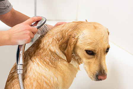 拉布拉多采集器在洗澡肥皂水喜悦洗涤泡沫幸福宠物猎犬气泡动物身体图片