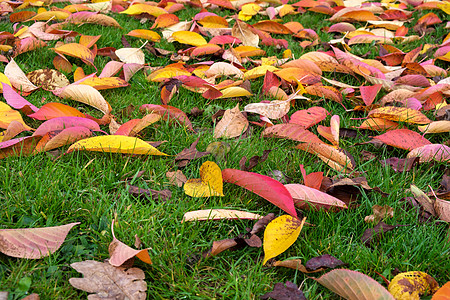 秋天在东鬼灵石的树叶上落金子土地环境静脉植物学叶子生长植物群橙子树木图片