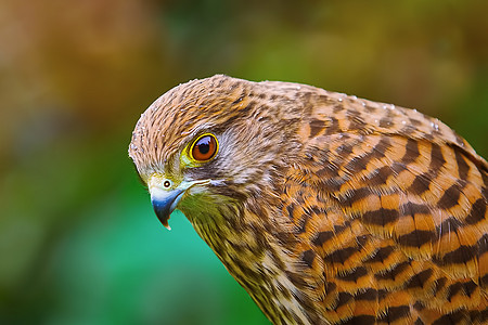 普通 Kestrel鸟类荒野观鸟自然猎物野生动物账单眼睛羽毛红隼图片