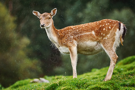 森林边缘的鹿头耳朵草地场地林地荒野轴轴野生动物赤道偶数反刍动物图片