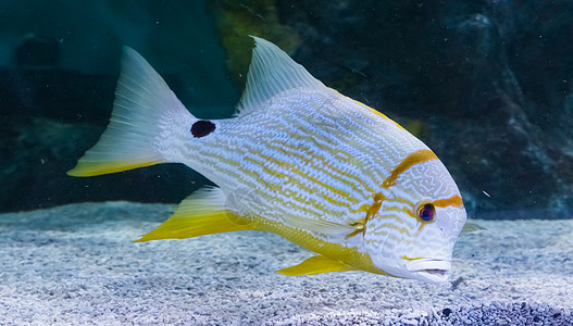 带有黑色黑斑点 充满活力的多彩大鱼的白色热带黄色白条纹鱼图片