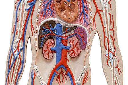 人类解剖模型与剪切路径隔离身体躯干教育外科癌症解剖学药品器官呼吸小路图片