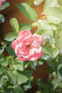 玫瑰插画花园里的玫瑰花粉色绿色树叶植物群玫瑰花瓣情人日光背景