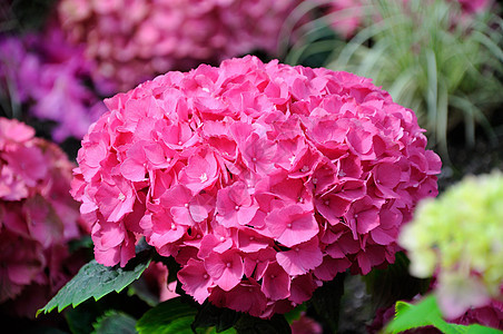 美丽的粉红色花朵 德国海森美因法兰克福图片