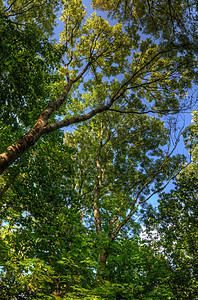 绿色树冠 有新鲜叶子和蓝天空生长针叶旅行天空树干阳光公园植物木头季节图片