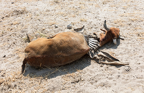 死牛中度特写原因饥饿野生动物脱水喇叭农场死亡哺乳动物干旱水牛图片