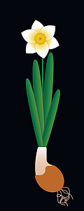 水仙在陶瓷罐中绽放 完全用花叶鳞茎植物种植 黑色背景图片