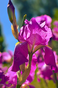绿色背景的紫罗兰碧花 野生伊丽丝蓝花 覆盖着夏雨滴杂交种紫色花瓣植物群花园宏观胡子植物学叶子鸢尾花图片