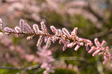 粉红玉丽的分支 在绿绿石背景上开花花瓣园艺灌木太阳季节公园叶子天空衬套植物群图片