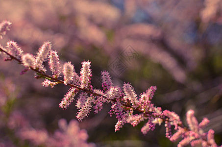 粉红玉丽的分支 在绿绿石背景上开花太阳园艺花瓣灌木宏观植物学天空公园季节植物群图片