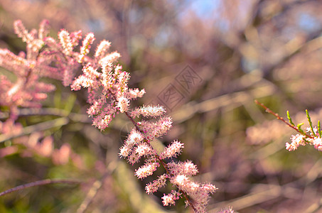 粉红玉丽的分支 在绿绿石背景上开花叶子宏观植物群衬套花瓣花园天空公园太阳蓝色图片