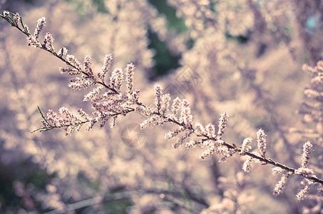 粉红玉丽的分支 在绿绿石背景上开花天空太阳季节灌木花瓣叶子蓝色公园植物群植物学图片