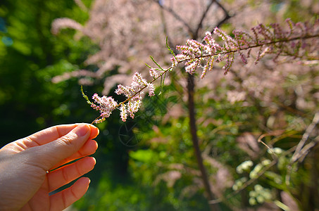 粉红玉丽的分支 在绿绿石背景上开花植物群叶子太阳天空公园蓝色花园季节花瓣园艺图片