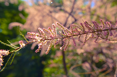 粉红玉丽的分支 在绿绿石背景上开花花园灌木植物学太阳园艺公园叶子蓝色衬套花瓣图片