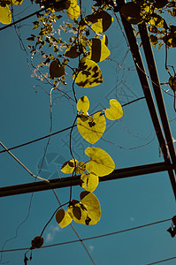 亚里士多洛奇亚大型植物或管道的绿树叶叶子荒野公园热带天空植物学异国藤本植物植物群榴莲图片