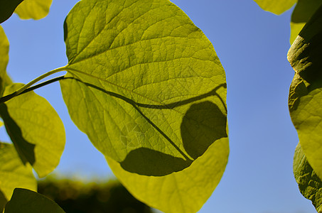 亚里士多洛奇亚大型植物或管道的绿树叶寄生虫异国森林丛林藤本植物公园环境植物群情调叶子图片