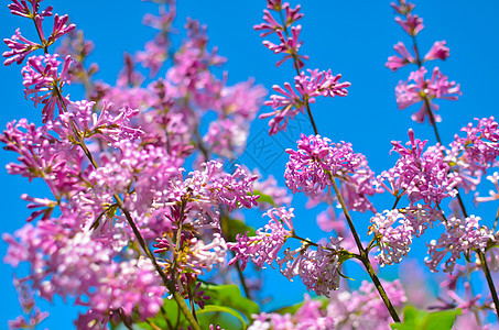 五月一日开花的紫色树丛蓝色植物学花瓣叶子衬套宏观花束灌木季节枝条图片