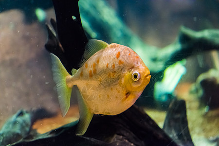 粉碎我的腿 一个银元的鱼种 有闪亮和闪亮的尺寸 橙色斑点以及热带水族馆鱼类宠物图片