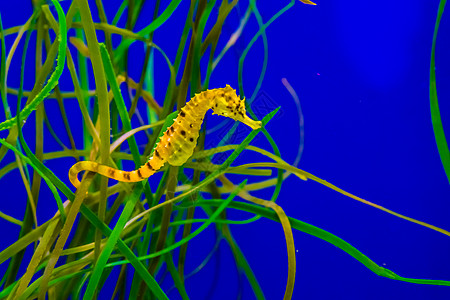 热带水族馆草地上常见的河口斑点黄海马图片