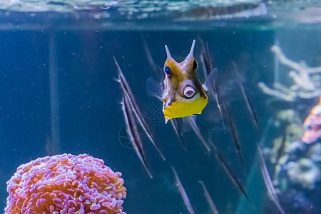 在热带水族馆游泳的长角拳击鱼或长角海豚 底底底有鱼 用她的嘴唇亲吻图片