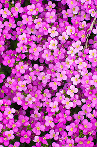 德国赫森富尔达市Fulda的春花朵图片