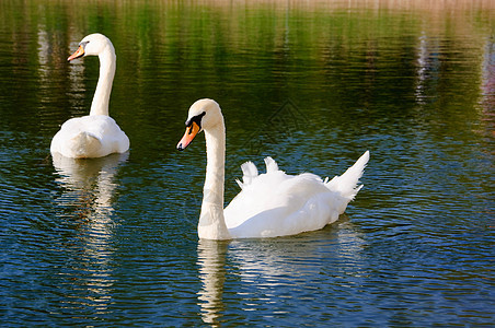 湖水上两只可爱的天鹅图片