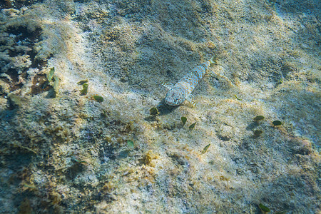 橙色斑斑象海洋生物异国野生动物虎鱼水域海洋热带鱼热带情调斑点图片